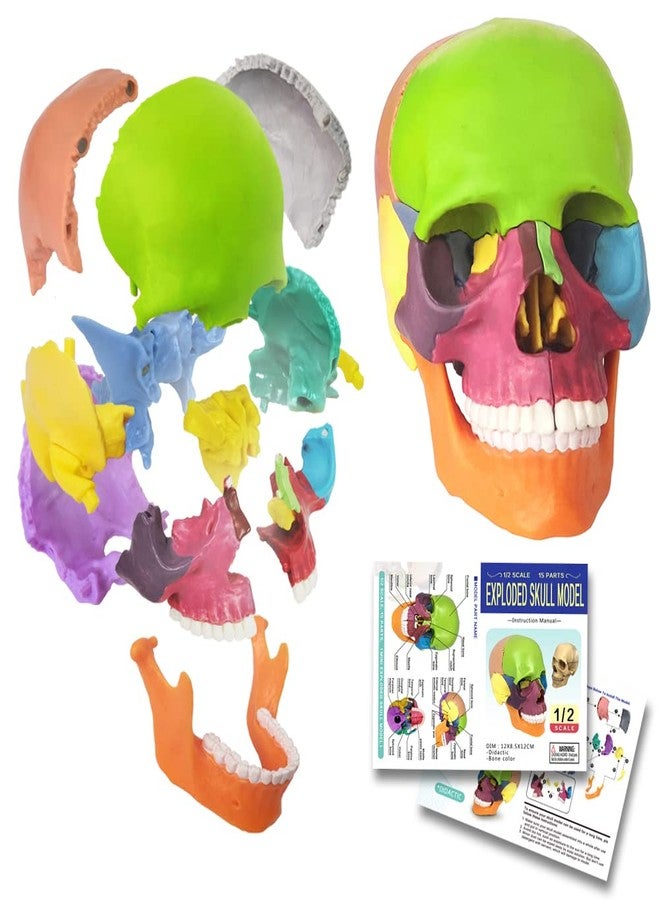 EVOTECH SCIENTIFIC Mini Human Skull Model, Didactic 15 Parts Palm-Sized Anatomy Skull Model, Exploded Skull, Medical Anatomy and Physiology Teaching Learning Education Skull Puzzle, Colored - Image 1